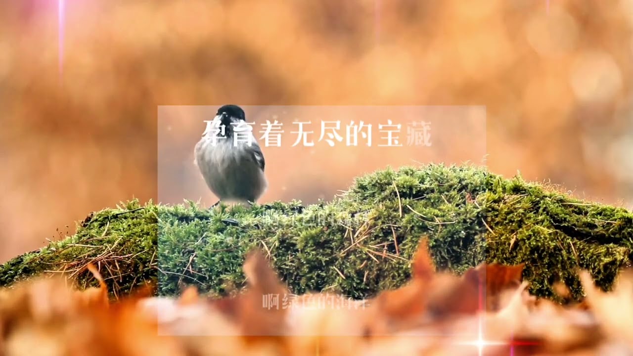 森林之歌#歌曲翻唱 