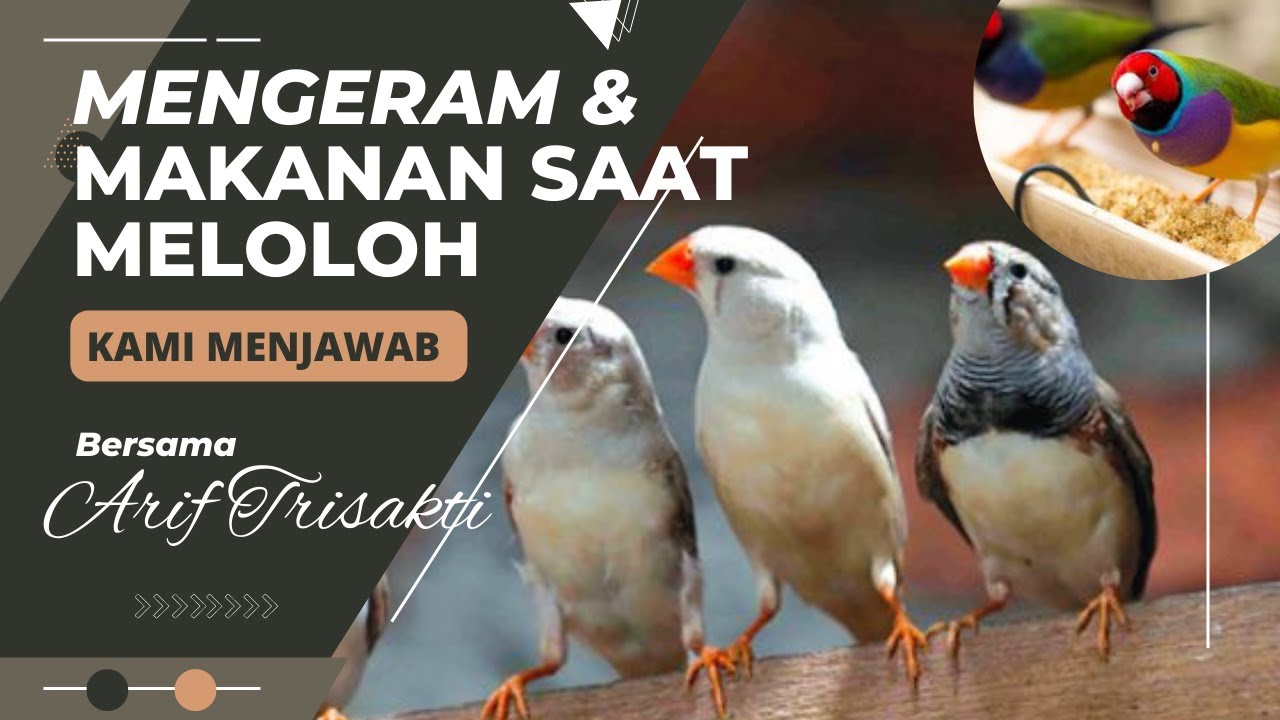 PENYEBAB ANAKAN ZEBRA PADA MATI | KITA KUPAS DI EPISODE KALI INI | @Trisakti Bird Farm