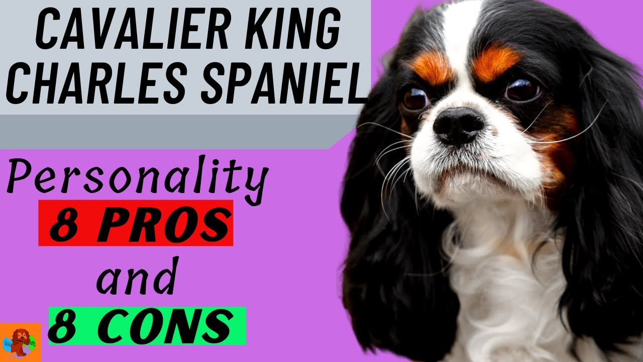 CAVALIER KING CHARLES SPANIEL PROs & CONs (Include Health Problems) - Must Watch Before Getting One