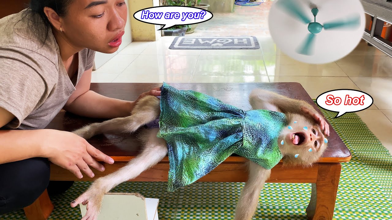 What’s going on with Lyly? Monkey Lyly refuses to come out of the room to eat