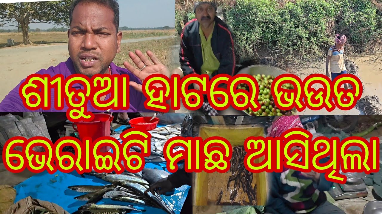 ଶୀତୁଆ ହାଟରେ ଭଉତ ଭେରାଇଟି ମାଛ ଆସିଥିଲା||🤪 Mithun beura vloge 