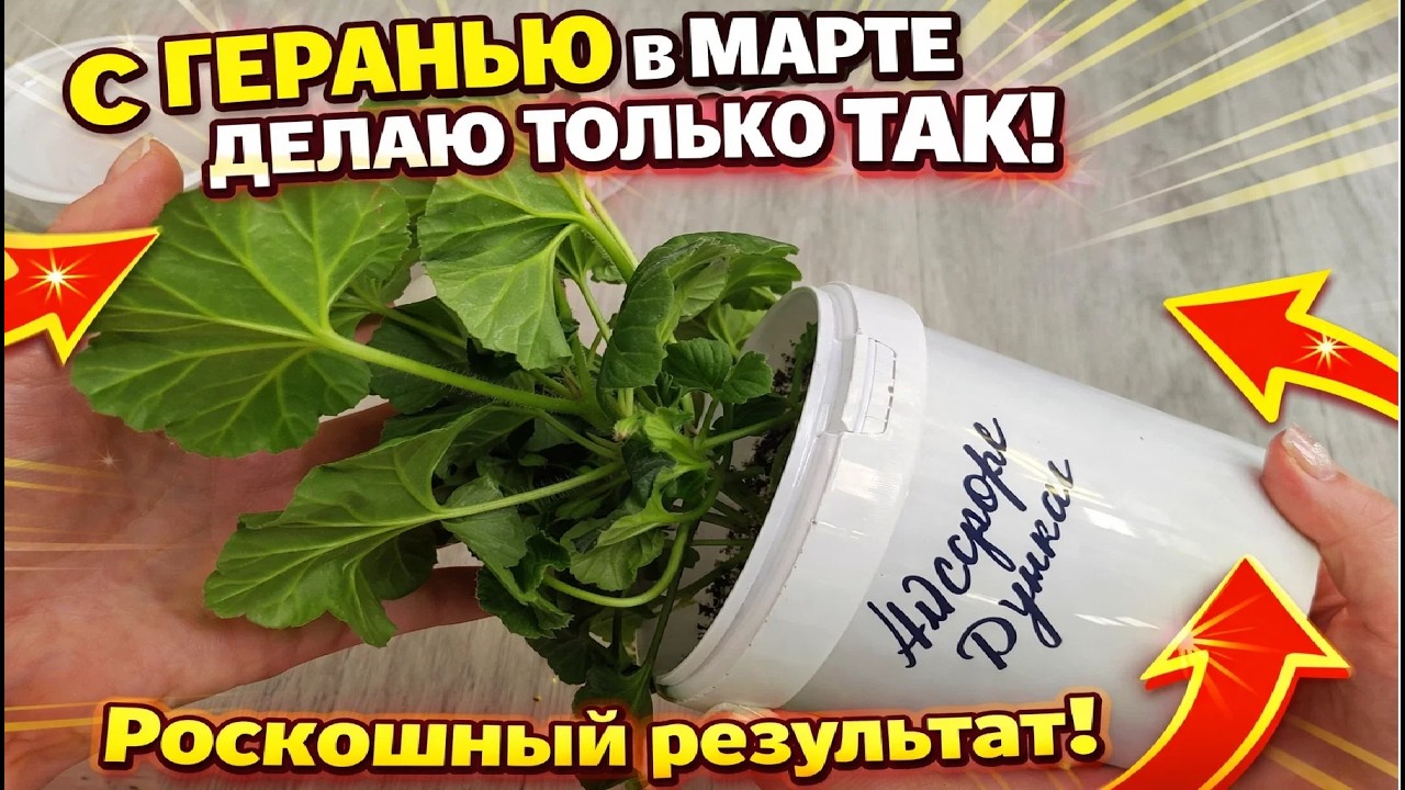 СРОЧНО с ГЕРАНЬЮ в МАРТЕ ДЕЛАЮ ТАК!