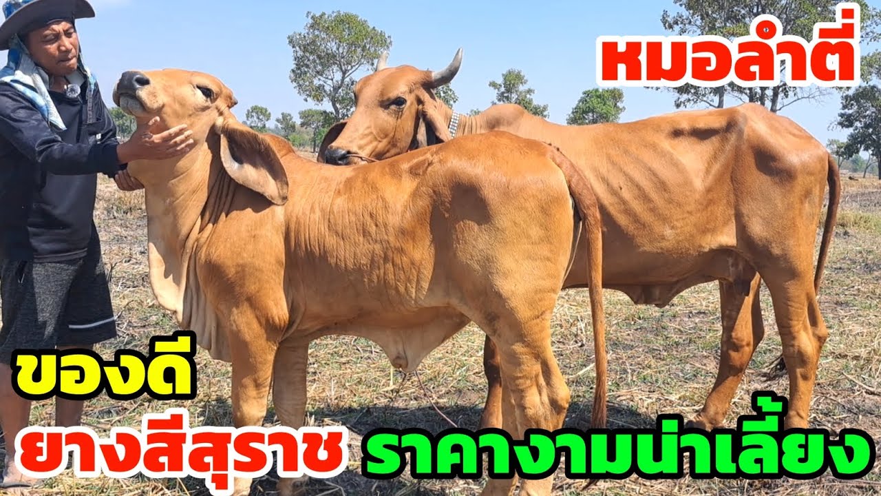 มาแล้วครับ‼️13 ก.พ.69 ของดีชุดใหม่คอกหมอลำตี่ วัวงามราคาดี น่าเลี้ยง แจ่มสุดๆ อนาคตไปต่อได้ รีบชมเลย