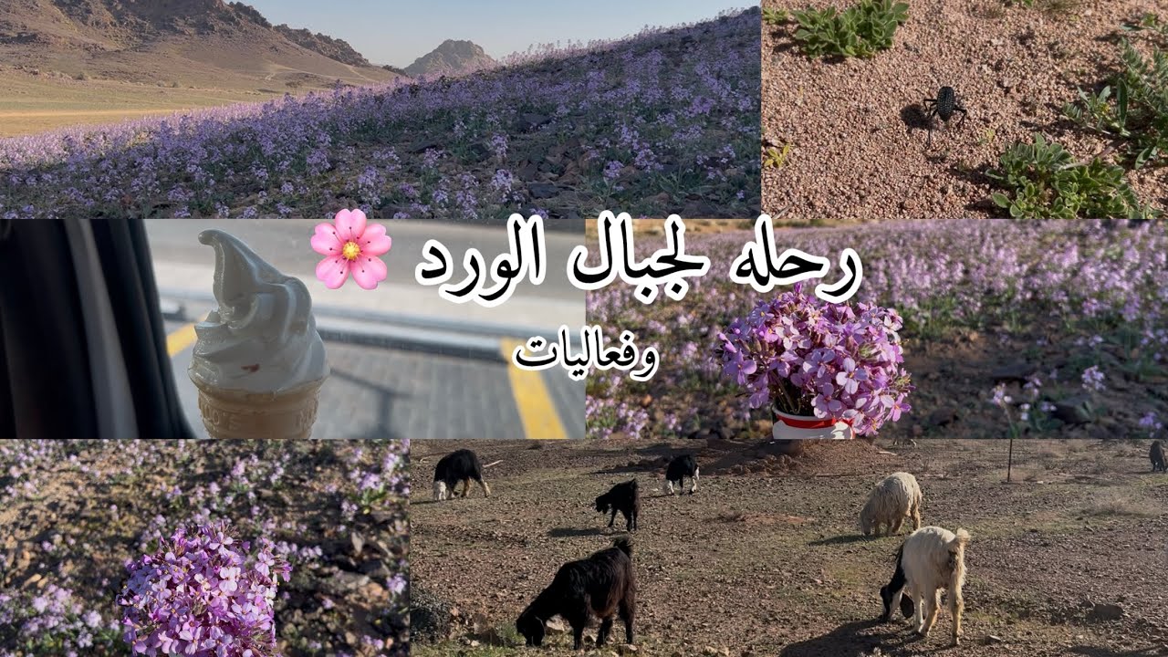 رحله حلوه #اكسبلور #ورد 