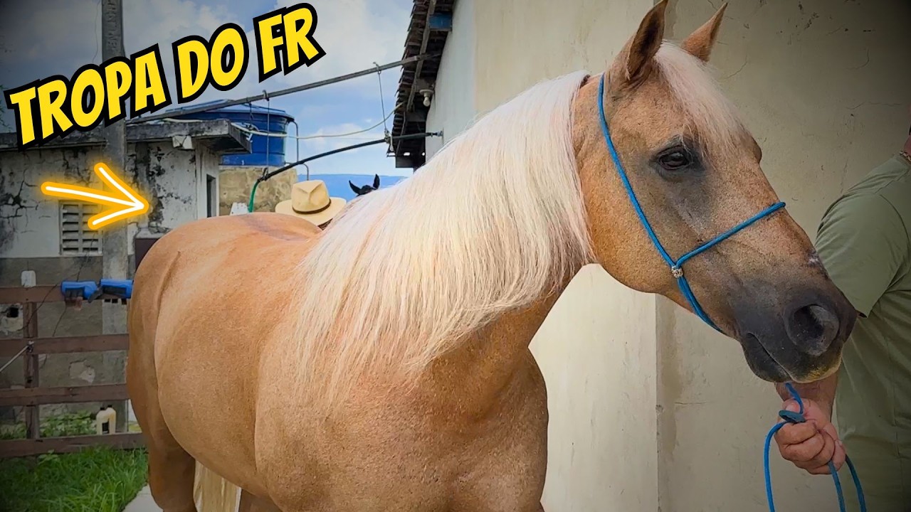 TROPA DO FR SE PREPARANDO PARA UMA CAVALGADA!