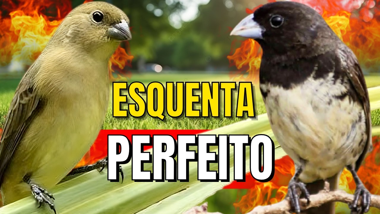 Papa capim Canto siu siu com Fêmea chamando para Esquentar papa capim siu siu e papacapim siusiu