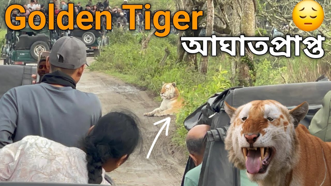 World Famous Golden Tiger Injured 😔 | Kaziranga Safari Shocking Moment 