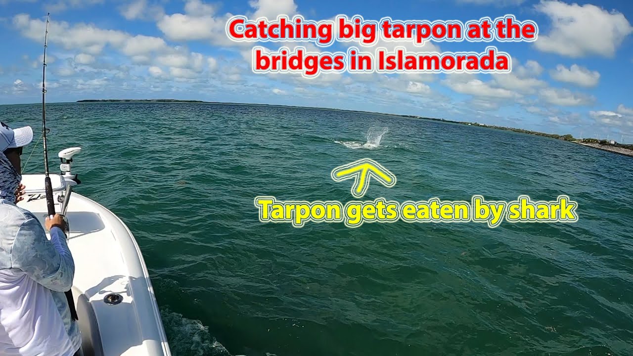 Tarpon eaten by Shark while fishing the Bridges in Islamorada, Florida Keys!