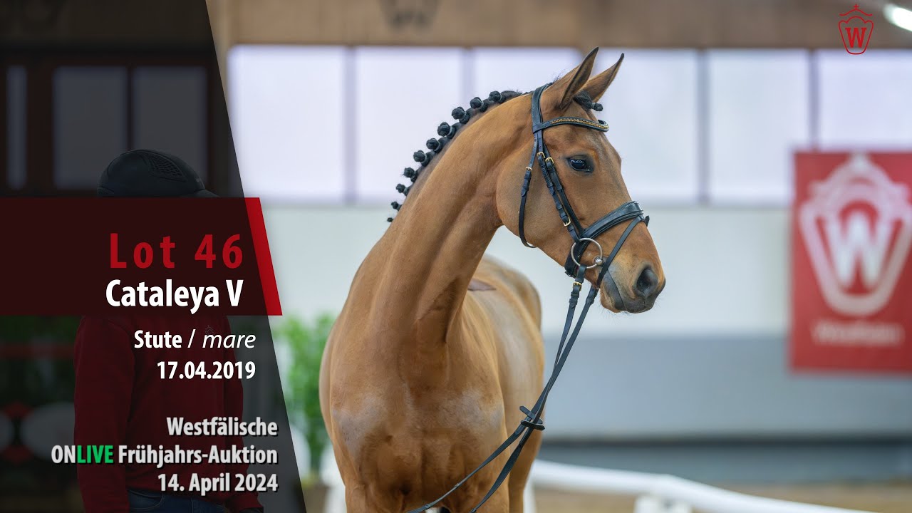 ONLIVE Frühjahrs-Auktion Lot 46 Cataleya V Stute v. Comme il faut NRW -Stakkato