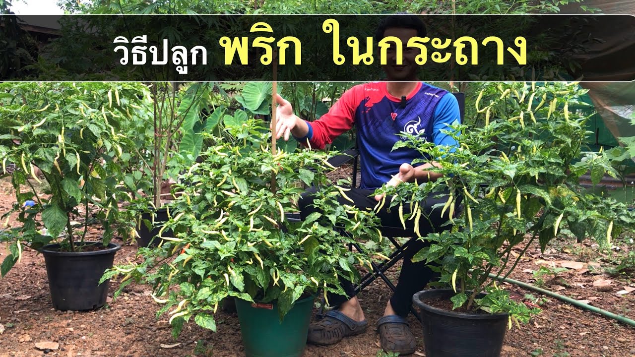 Ep.96 วิธีการปลูกพริก ในกระถาง