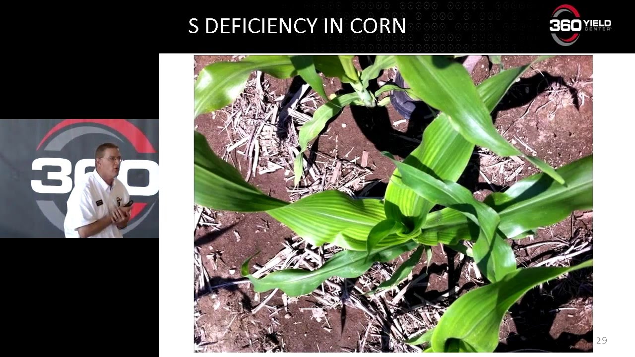 Sulfur in Corn