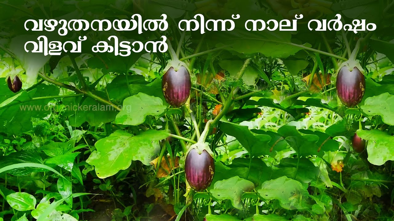 വഴുതനയിൽ നിന്ന് തുടര്ച്ചയായി നാല്‌ വര്ഷം വിളവെടുക്കാം | Eggplant | Brinjal  | Pruning Tips