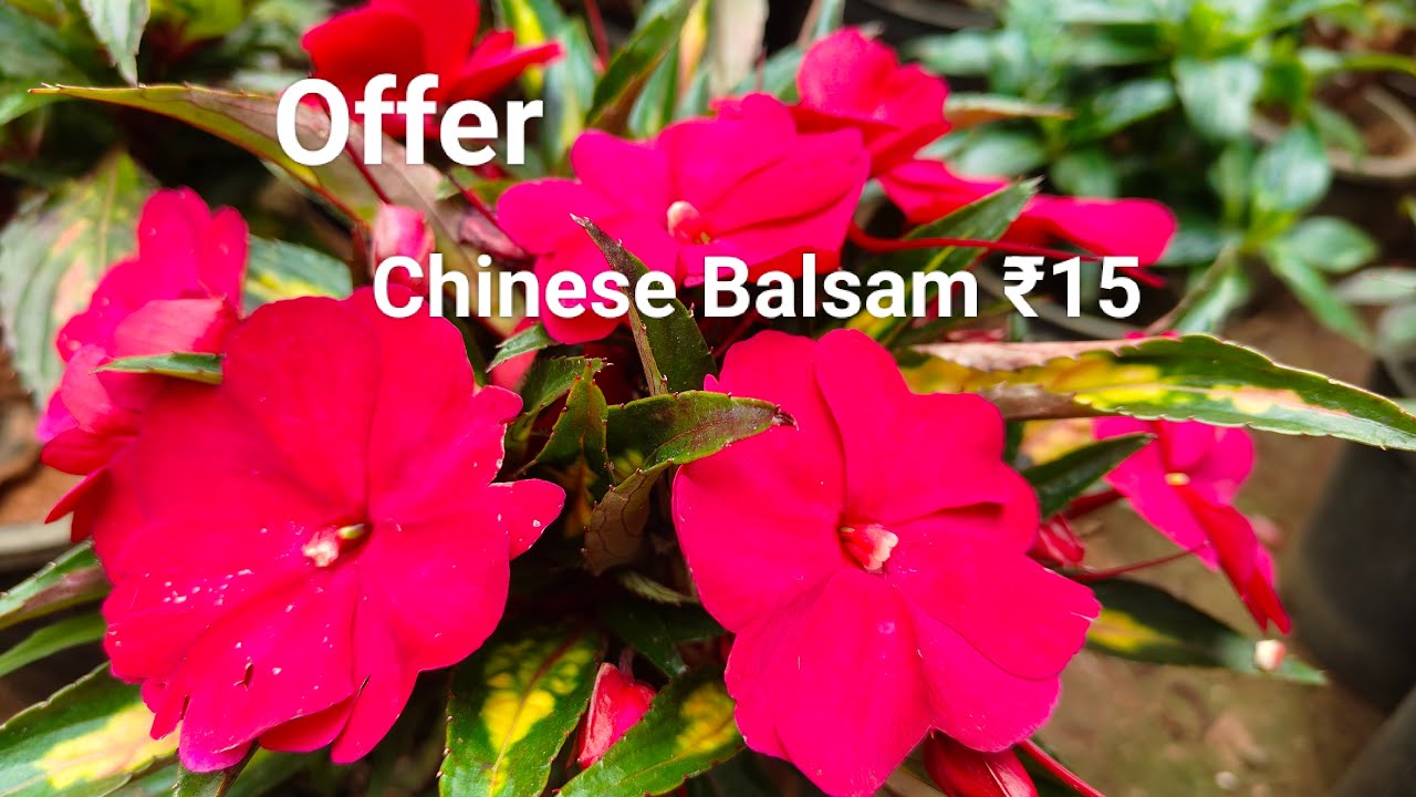 chinesebalsam cuttings ₹15 🥰  dm 8289891370