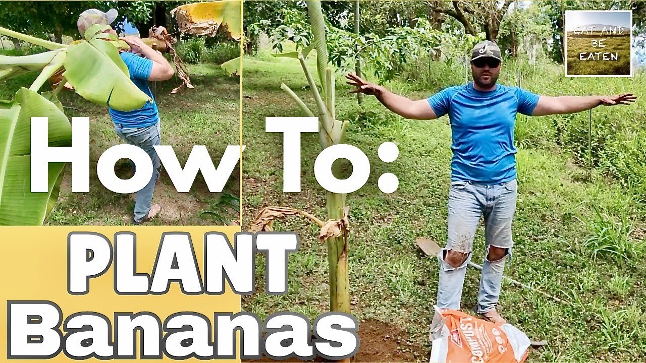 How To: Plant BANANAS | Step By Step Guide | eat and be eaten Hawaii