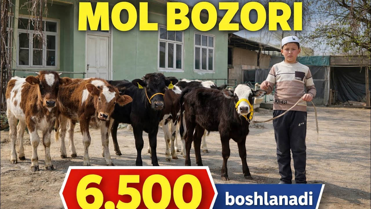 AKROMJONDAN N/1 NARXLAR SHOSHLING💥💥