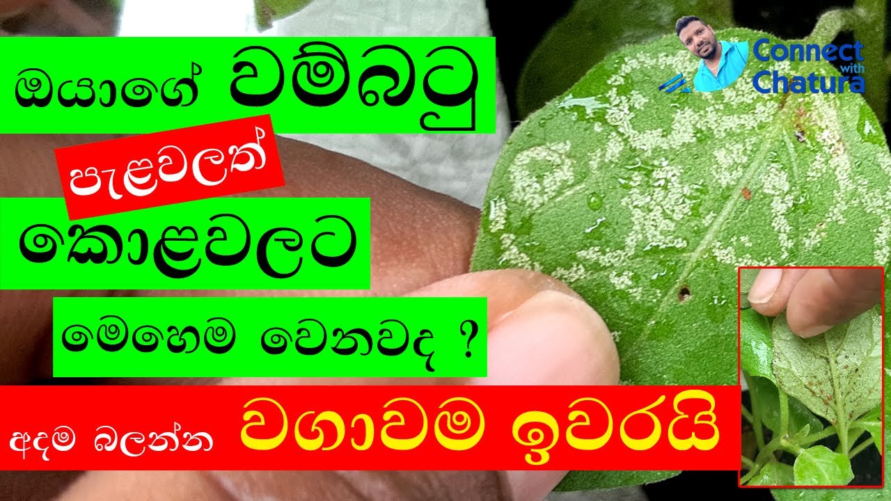 වම්බටු වගාව රෝග brinjal plant diseases ගෙවතු වගාව wambatu wagawa roga gewathu wagawa sinhala