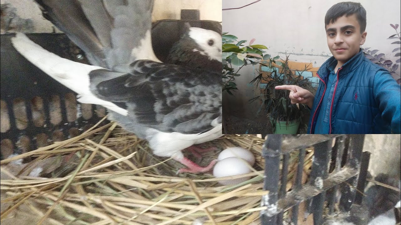 Black lucky pigeon nai dobara andai da dea🥰🥰
