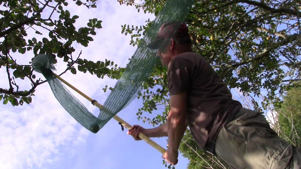 Homemade ‘Long Sock’ Apple Picker – And It Works!