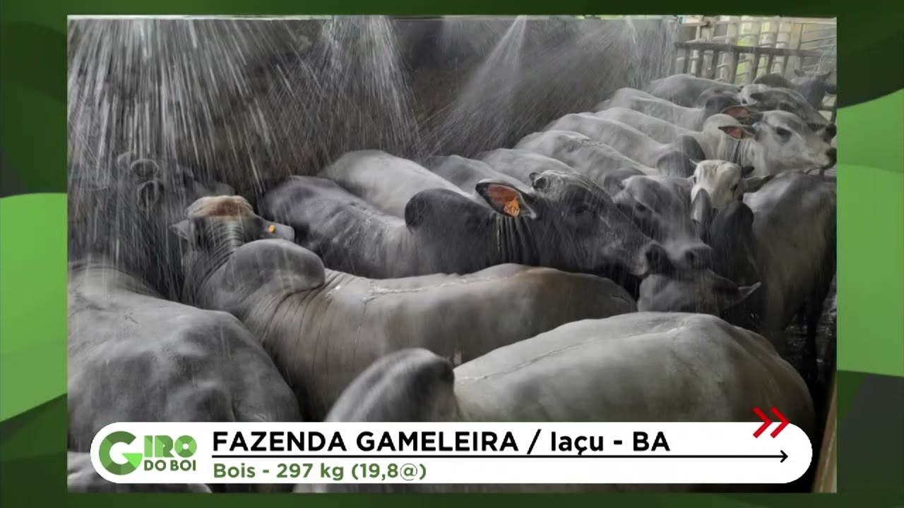 PALMA FORRAGEIRA COMPÕE 80% DE DIETA DE BOIADA EM CONFINAMENTO NA BAHIA