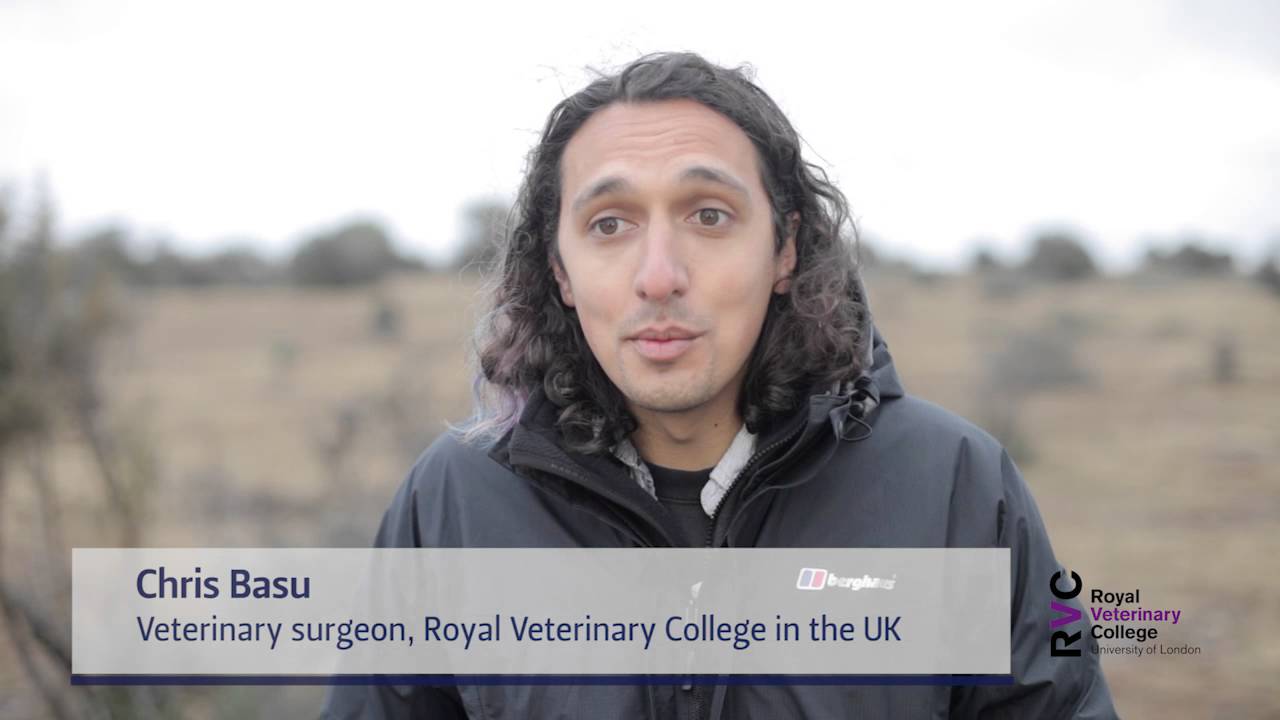 Research on locomotion of giraffes | Navorsing oor voortbeweging van kameelperde