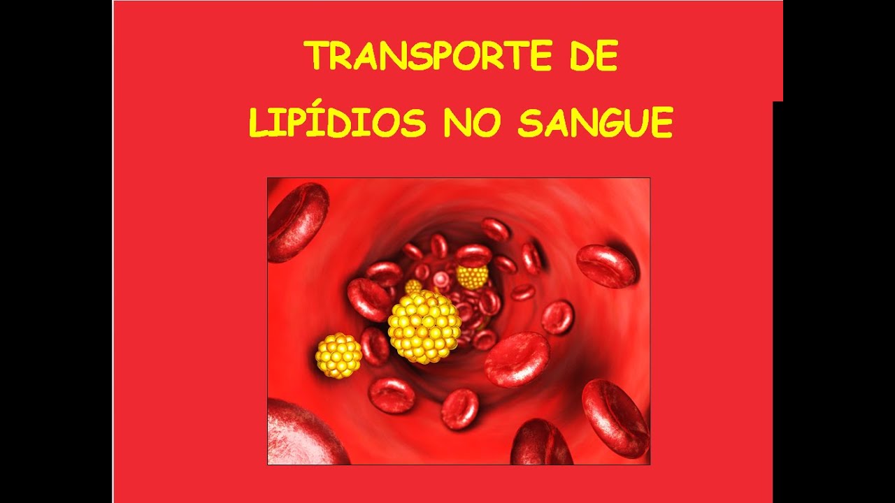 Transporte e armazenamento de lipídios - Bioquímica