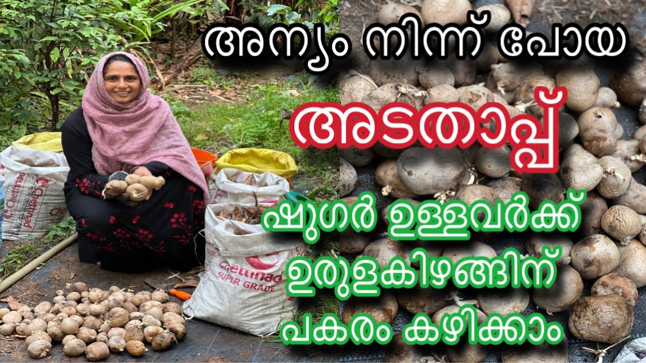 അടതാപ്പ് | ഷുഗർ രോഗികൾക്കും കഴിക്കാൻ പറ്റുന്ന ഉരുളകിഴങ്ങിന്റെ പകരക്കാരൻ | Air Potato | Adathappu