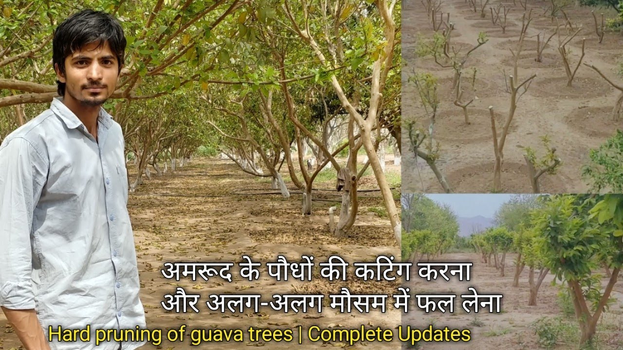 अमरूद के पौधों की कटिंग कब और कैसे करें | Guava plants pruning Complete Updates