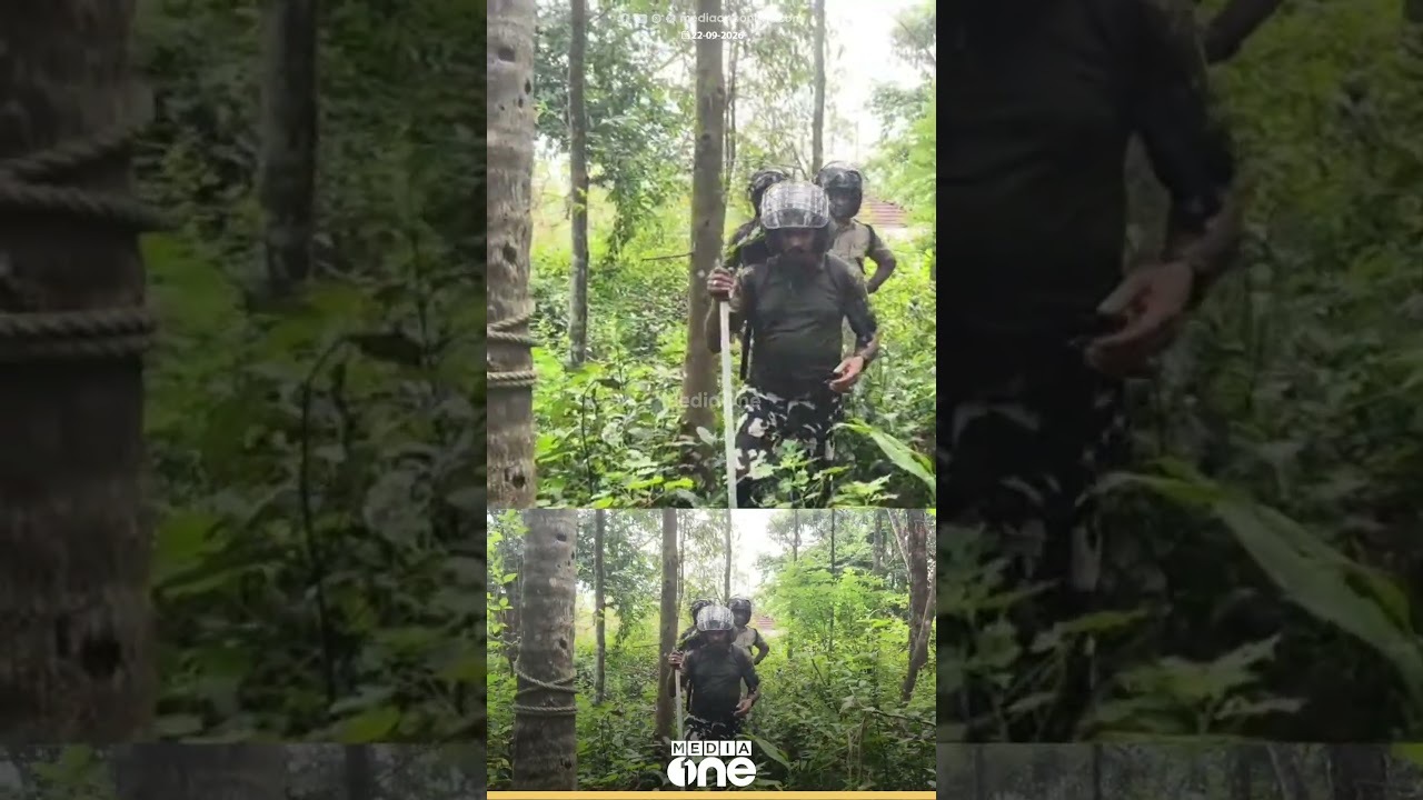 അത് പുലി തന്നെ; പട്ടാപ്പകൽ നാദാപുരത്ത് ഇറങ്ങിയത് പുലി;  CCTV ദൃശ്യങ്ങൾ