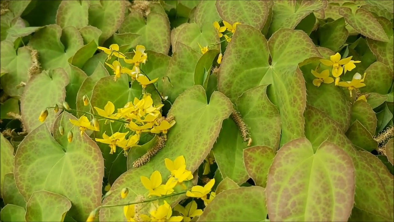 Epimedium Perralderianum - Poradnik Ogrodowy #291