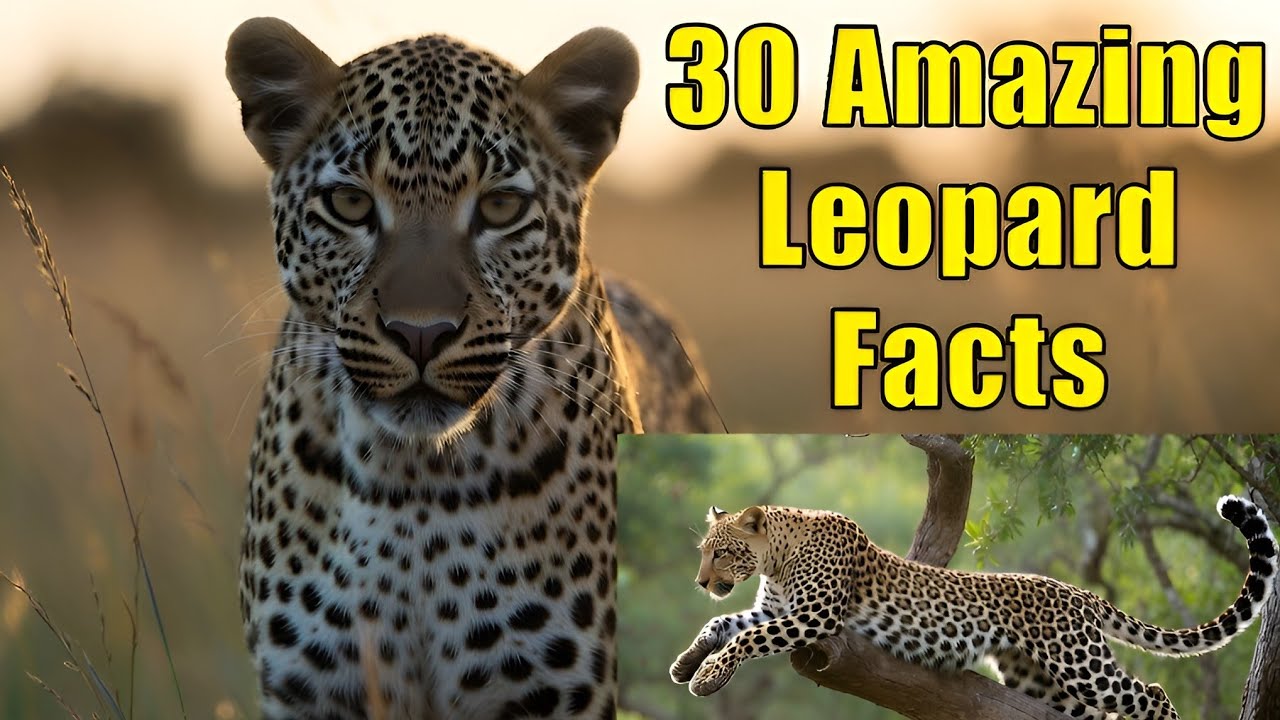 30 Amazing Leopard Facts: Strength, Stealth, and Surprising Secrets Revealed!