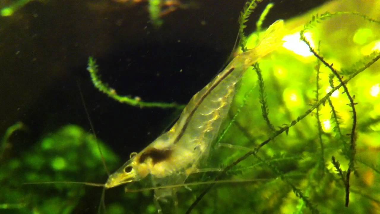 ミナミヌマエビ ツマツマショー