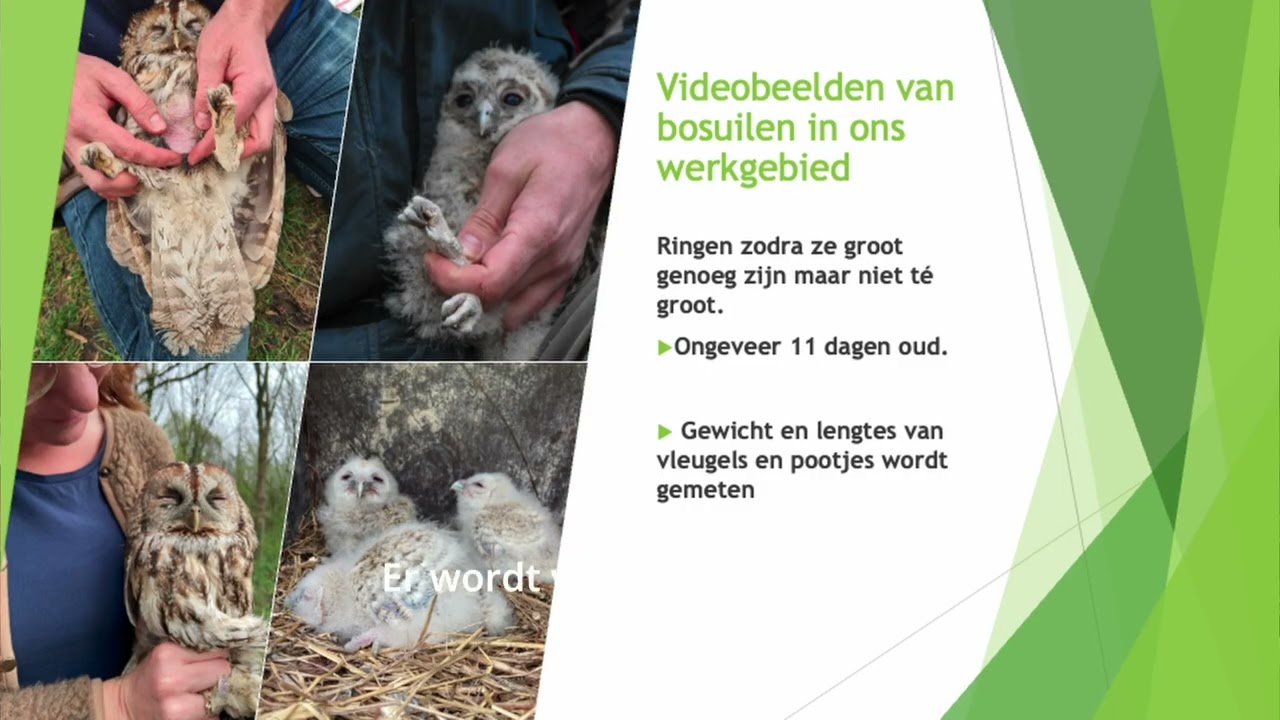 IVN Landgraaf 16 Bosuil presentatie Joël