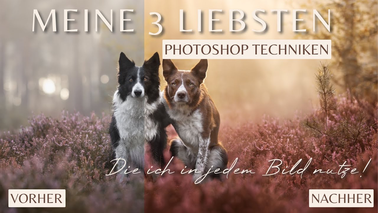 Diese Photoshop Funktionen nutze ich in jedem Bild! | #hundefotografie