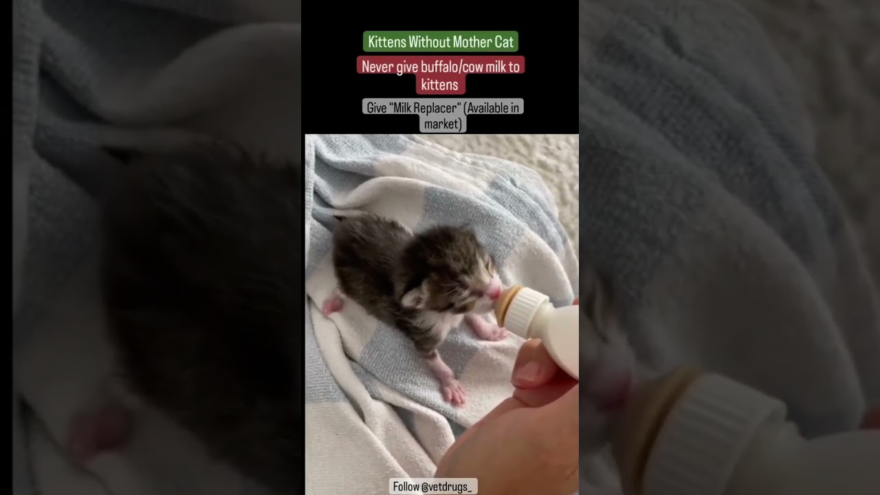 Kittens feeding | Milk replacer | Vetdrugs