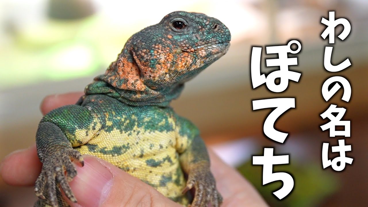 トカゲのおっさんが仕上がってた件【トゲオアガマ】