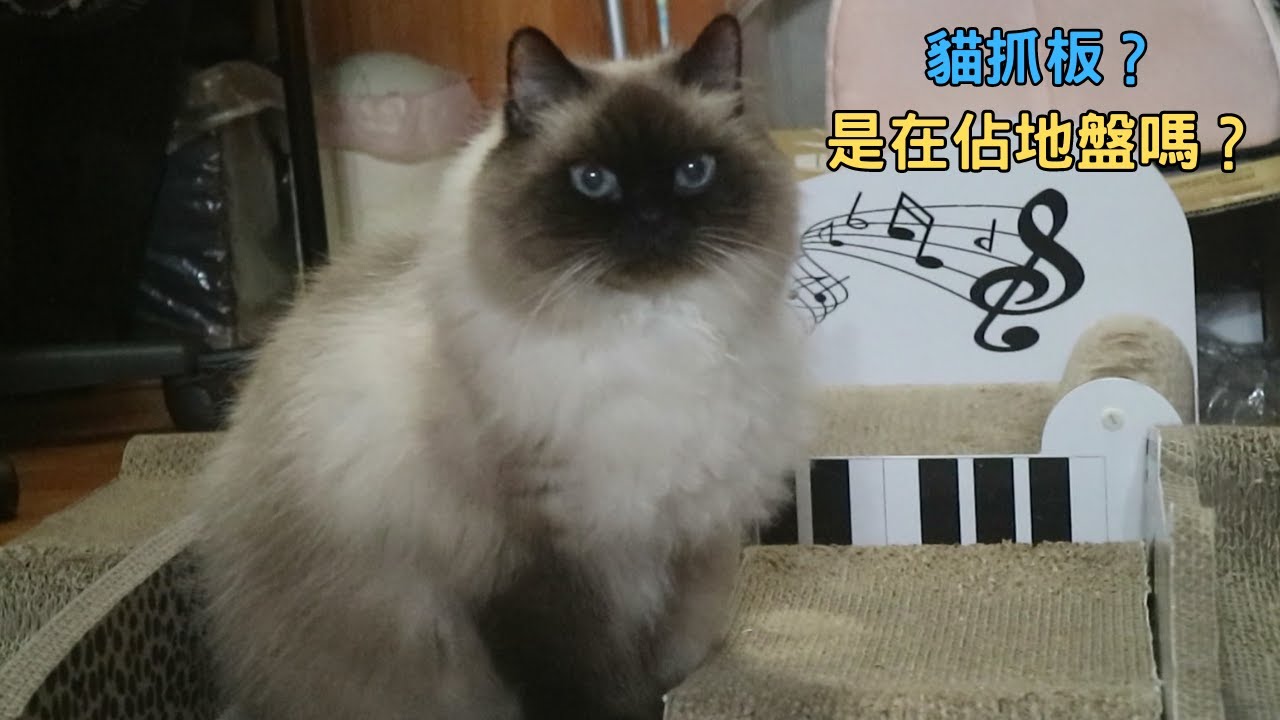 滿地貓抓板，有鋼琴造型、超跑造型、立體三角造型、圓型等各種貓抓板，貓咪是在留氣味標記地盤嗎？