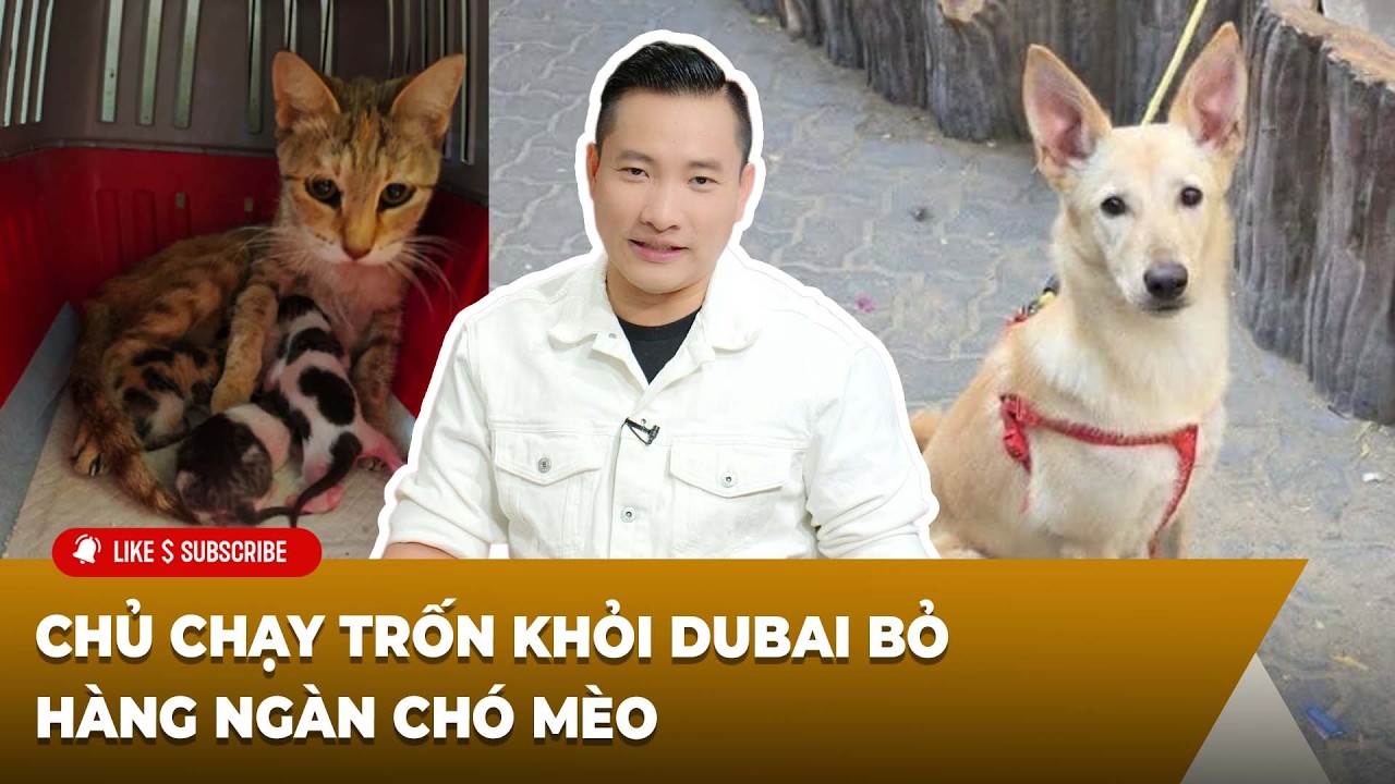 Cà Phê Sáng Cuối Tuần P3 (03-14-26) - Chủ chạy trốn khỏi Dubai bỏ hàng ngàn chó mèo