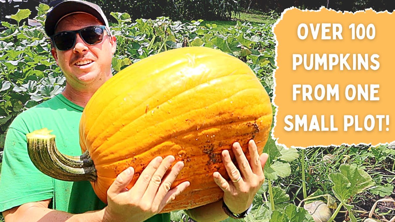 OUR BEST PUMPKIN HARVEST EVER!