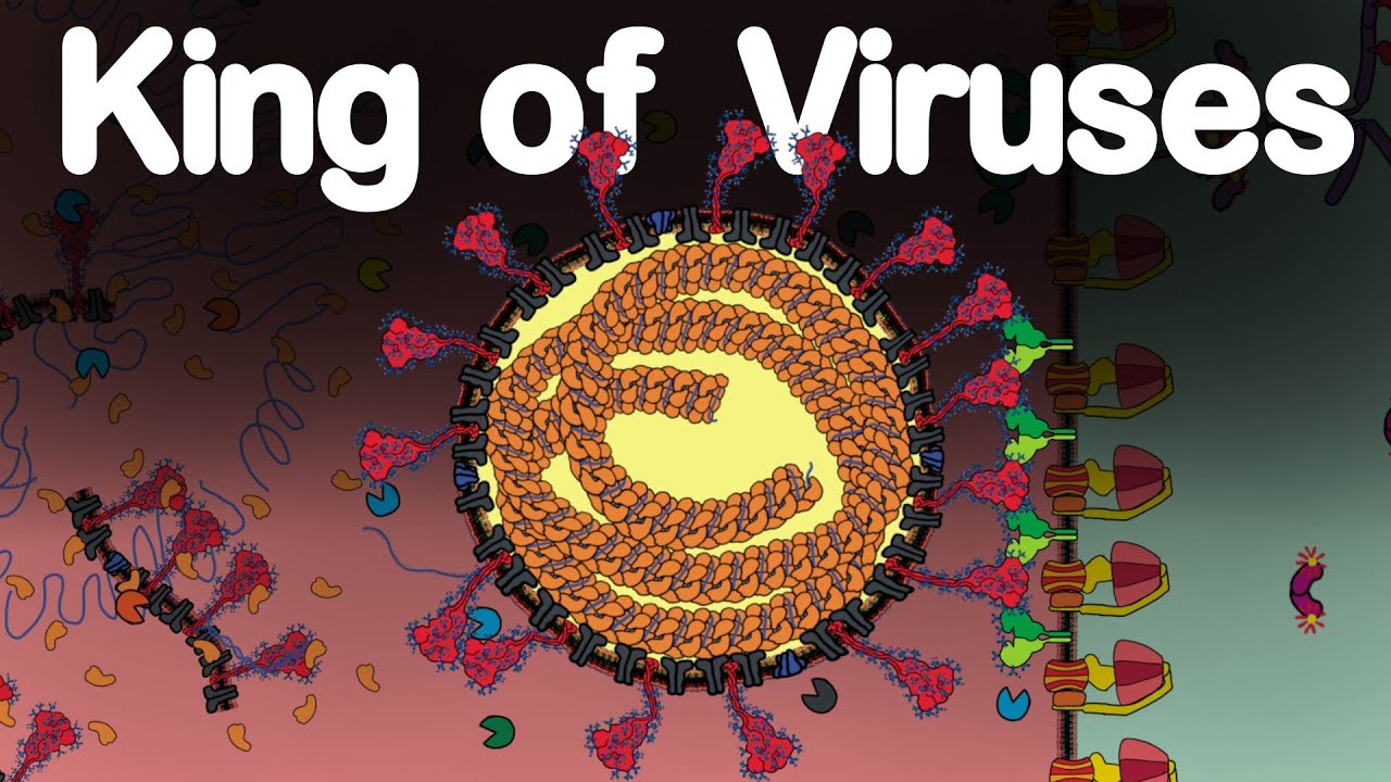 Molecular Animation of  SARS CoV-2, Host-Virus interactions.