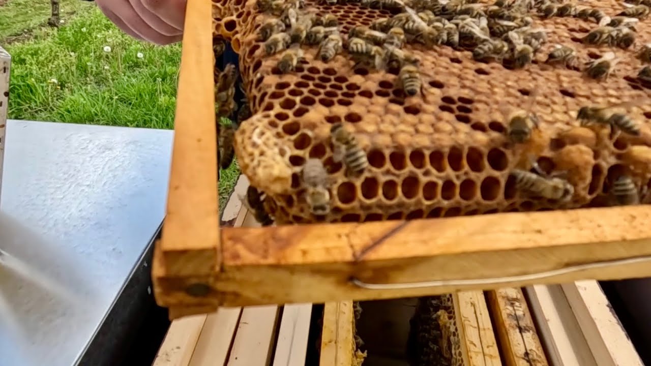 443. Prvý odloženec - príprava na rojovú sezónu, mladušky a lietavky