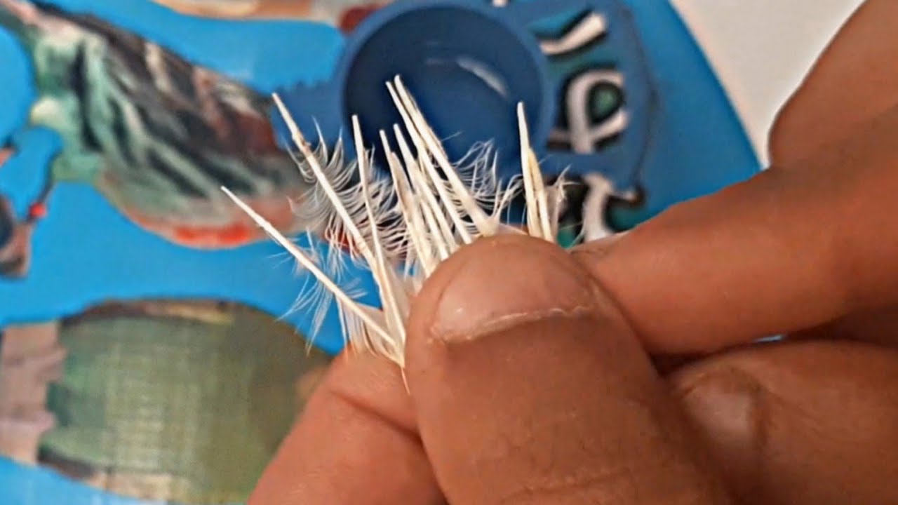 هذا ما يجب فعله عندما يكسر ريش ذيل الطائر | طريقة سهلة ومضمونة |