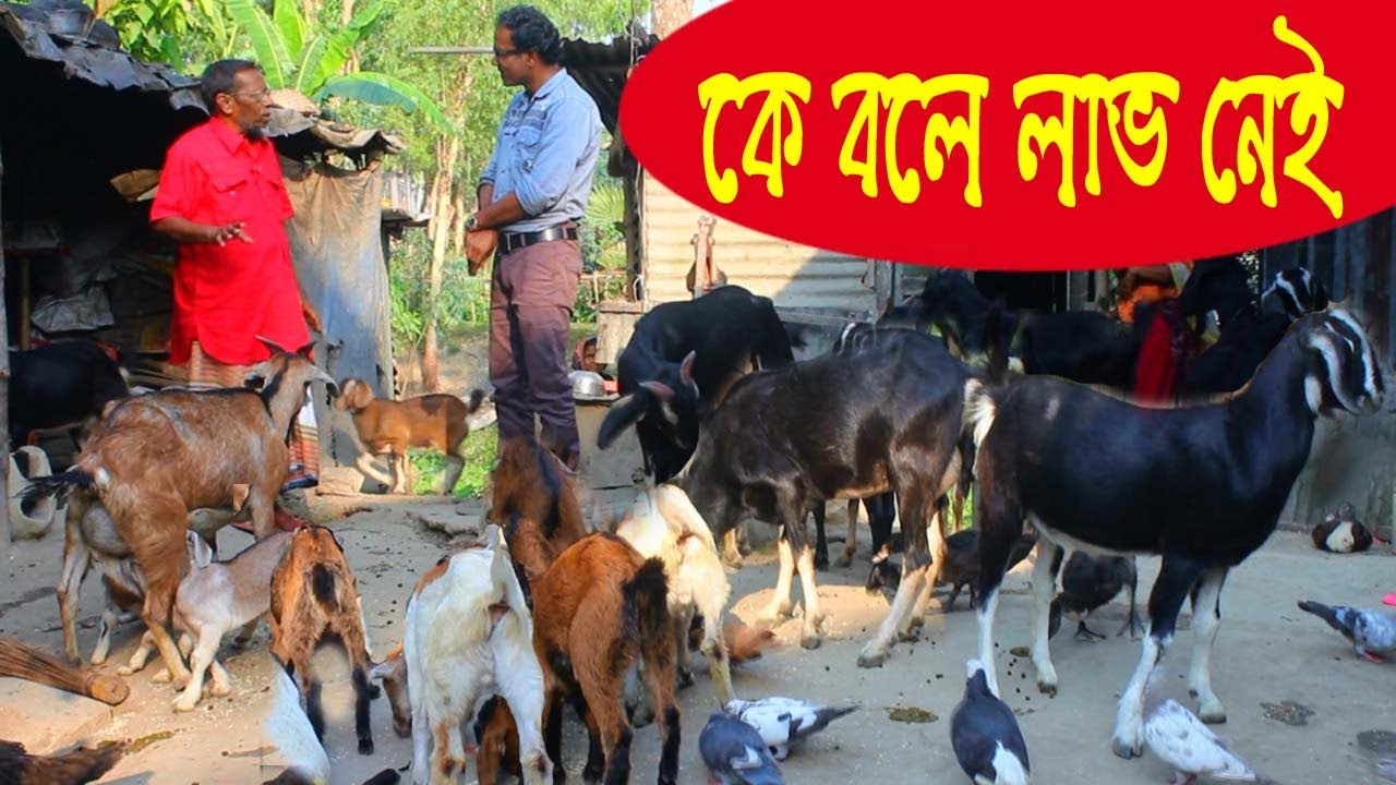 কে বলে ছাগল পালনে লাভ নেই - তা হলে আমি চলি কেমনে - খামারী সফিকুল ।   Goat Farming