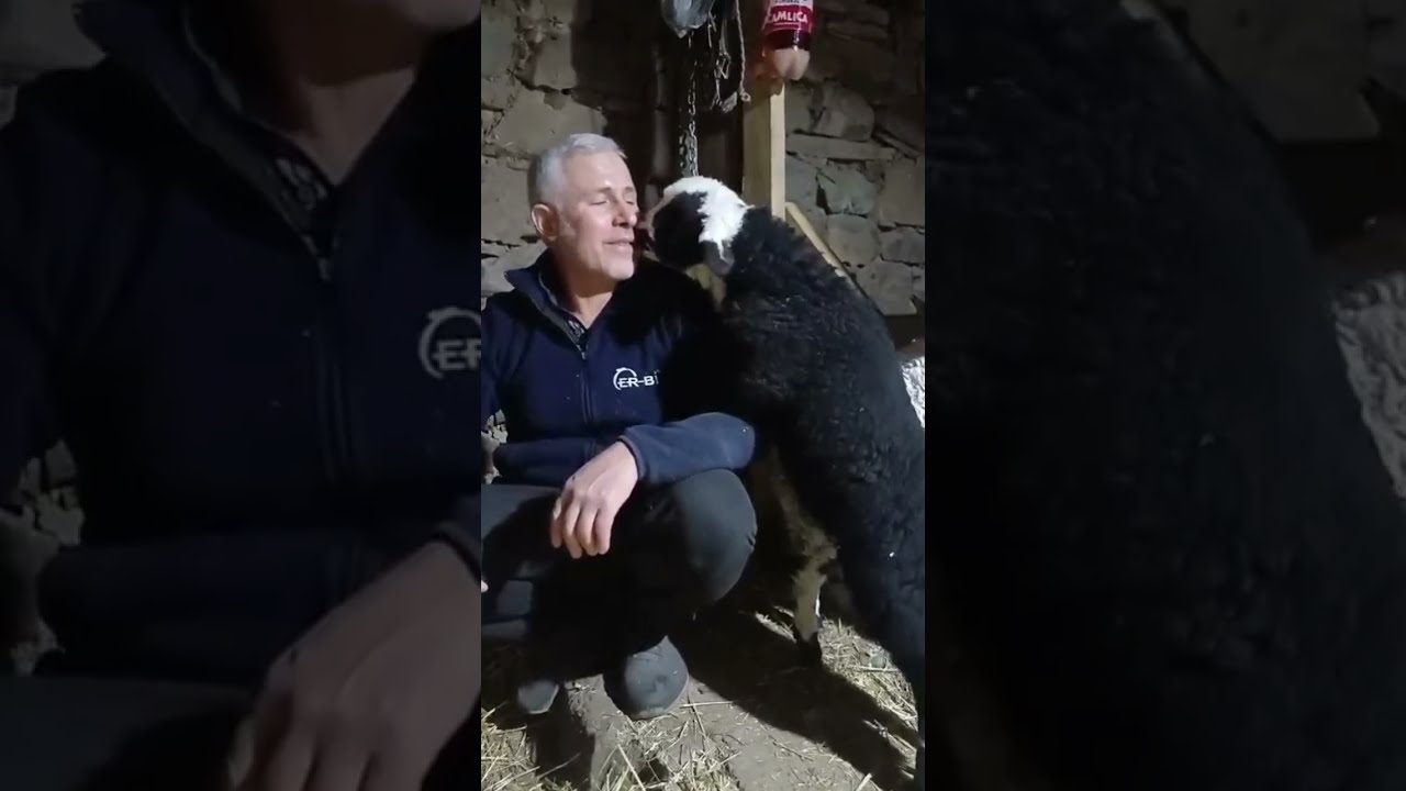 Sultanmurat Yaylasına yıllar önce yaptığım Türkü ile Sevimli Kuzularımın görüntüleriyle Sizlerle🎙