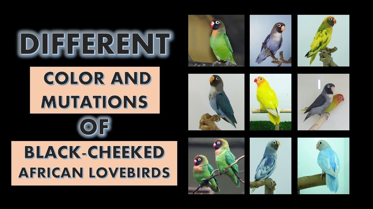 Different Color and Mutations of Black-Cheeked African Lovebirds (Agapornis nigrigenis) l Lovebirds