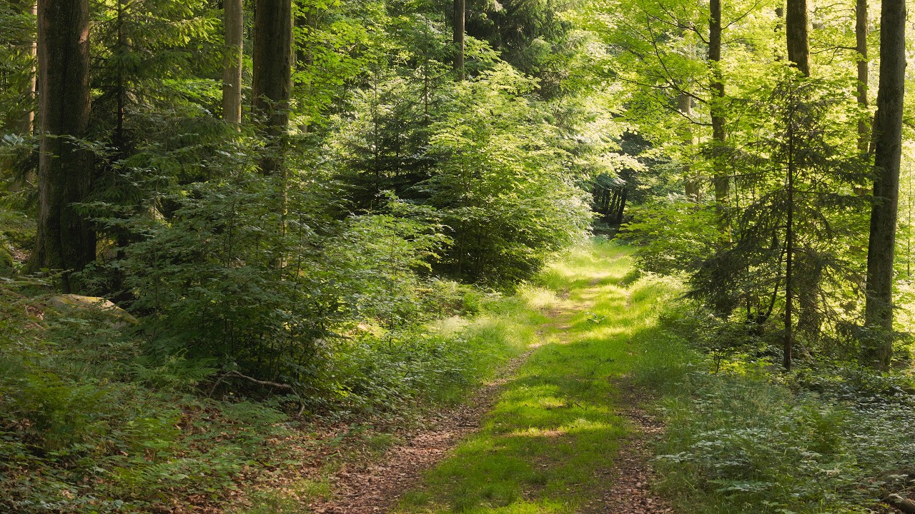 🌳 4K - Relaxing Nature Sounds For Stress Relief, Forest Sounds, Bird Song, No AI