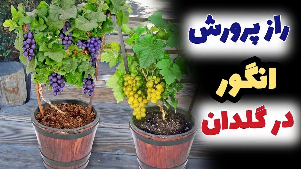 اگر این راز را بدانید درخت انگور را در گلدان پرورش داده میتوانید | نکات حیاتی پرورش انگور در گلدان