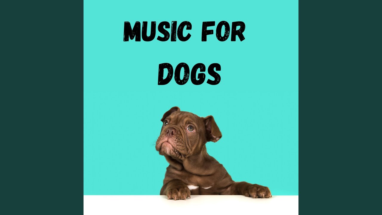 Calm Pets Music Academy