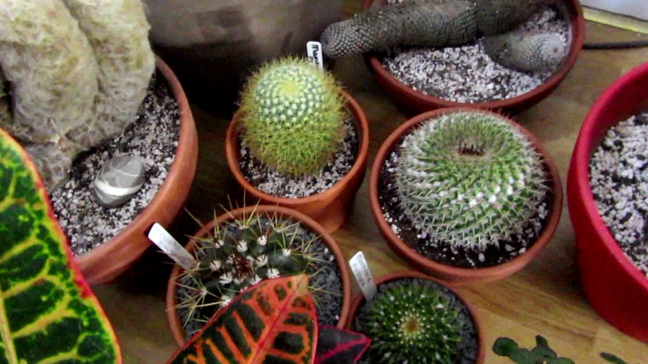 CACTI AND SUCCULENT TOUR END OF FEB 2019