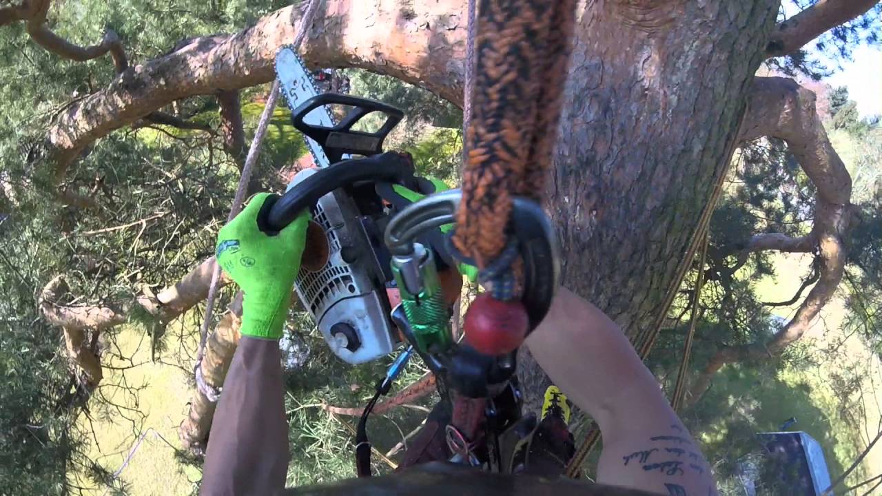 Kiefernrettung Glienicke Blitzschlag und Pilzbefall - Tree Care