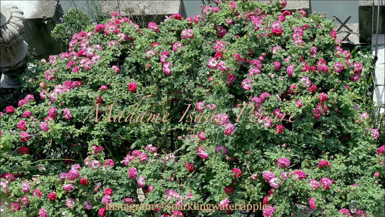 法國古典玫瑰拱門大盛開 Madame Isaac Pereire ！在台灣也能打造浪漫的玫瑰花園
